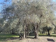 vendita terreno agricolo Colle di Val d'Elsa