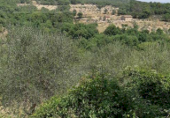 Vendita Terreno Agricolo Figline e Incisa Valdarno