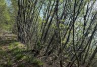 Vendita Terreno Agricolo Gardone Riviera