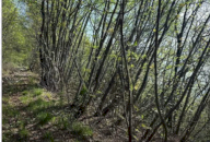 Vendita Terreno Agricolo Gardone Riviera