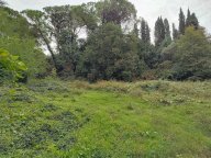 vendita terreno agricolo Fauglia