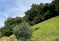 Vendita Terreno Agricolo Marostica