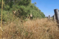 Vendita Terreno Edificabile Fiumicino