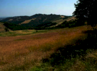 Vendita Terreno Agricolo Noceto