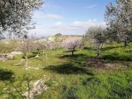 Vendita Terreno Agricolo San Cataldo