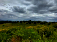 Vendita Terreno Agricolo Ficulle