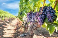 vendita terreno agricolo Noto