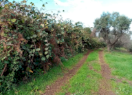 Vendita Terreno Agricolo Artena