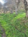 vendita terreno agricolo Calci