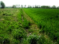 vendita terreno agricolo Vicopisano