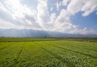 vendita terreno agricolo Carrara