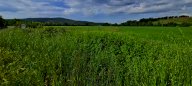 vendita terreno agricolo Monteriggioni