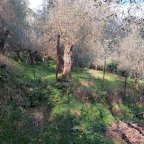 vendita terreno agricolo Massarosa