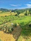 vendita terreno agricolo Castelfiorentino