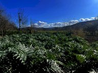 vendita terreno agricolo Asciano