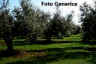 vendita terreno agricolo Buti