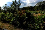 vendita terreno agricolo Colle di Val d'Elsa