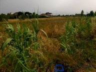 vendita terreno agricolo Larciano