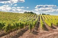 vendita terreno agricolo Cerreto Guidi