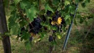 vendita terreno agricolo Colle di Val d'Elsa