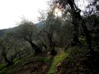 vendita terreno agricolo Buti