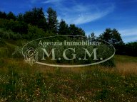 vendita terreno agricolo Palaia
