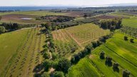 vendita terreno agricolo Piombino