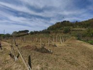 vendita terreno agricolo Terricciola