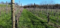 vendita terreno agricolo Sarzana