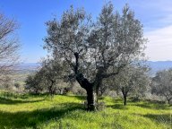 vendita terreno agricolo Pistoia