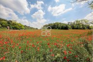 Vendita Terreno Agricolo Desenzano del Garda