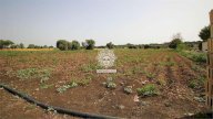 Vendita Terreno Agricolo Siracusa