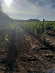 Vendita Terreno Agricolo Bitonto