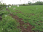 Vendita Terreno Agricolo Paese