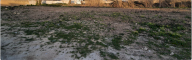 Vendita Terreno Agricolo Mazara del Vallo