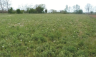 Vendita Terreno Agricolo Istrana