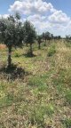 Vendita Terreno Agricolo Mazara del Vallo