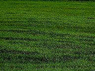 vendita terreno agricolo Castelfiorentino