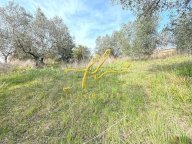 vendita terreno residenziale Riparbella