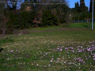 vendita terreno residenziale Fucecchio