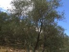 vendita terreno agricolo San Giuliano Terme