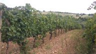 vendita terreno residenziale Civitella Paganico