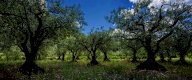 vendita terreno agricolo Casciana Terme Lari