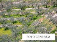 vendita terreno agricolo Calci