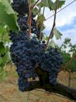 vendita terreno agricolo Scansano