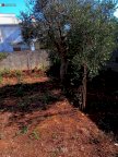 vendita terreno residenziale Cavallino