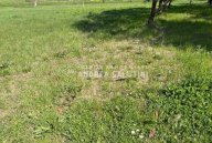 vendita terreno agricolo Palaia