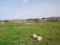 vendita terreno residenziale Terricciola