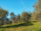 vendita terreno agricolo Empoli