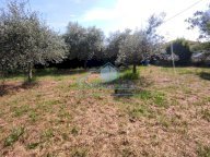 vendita terreno agricolo Luni